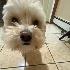 Meet your Posher, Rats